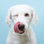 La FDA investiga el alimento para perros Nutro
